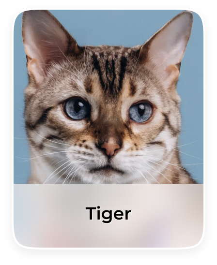 Eine süsse Katze mit Foto und Namen welche in der App gespeichert ist